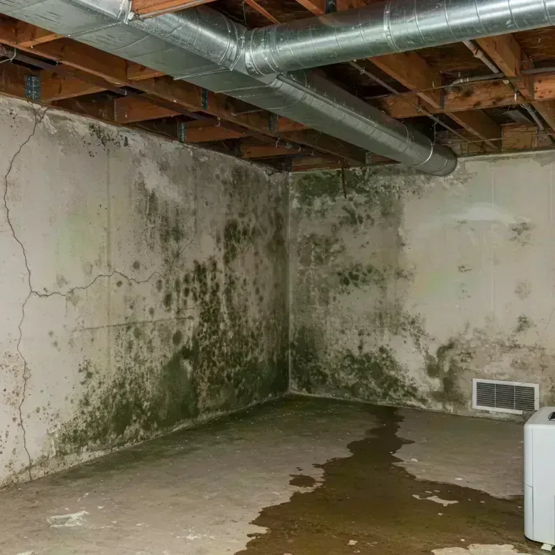 Professional Mold Removal in Buechel, KY